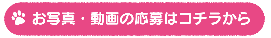 ご応募はコチラから